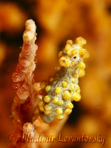 Pigmy seahorse (who didn't turn his back on me). by Vladimir Levantovsky 